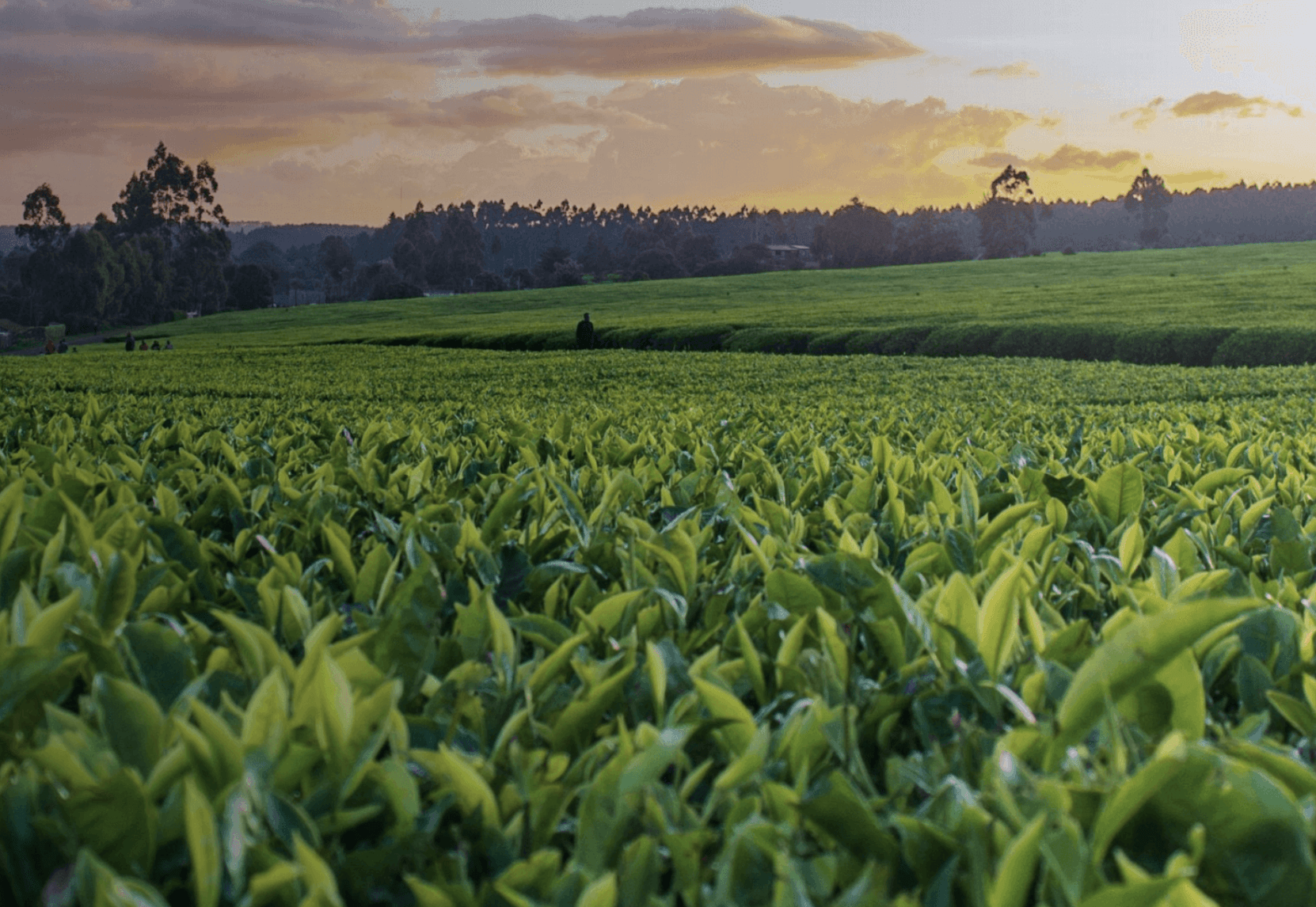 スマート農業センシング