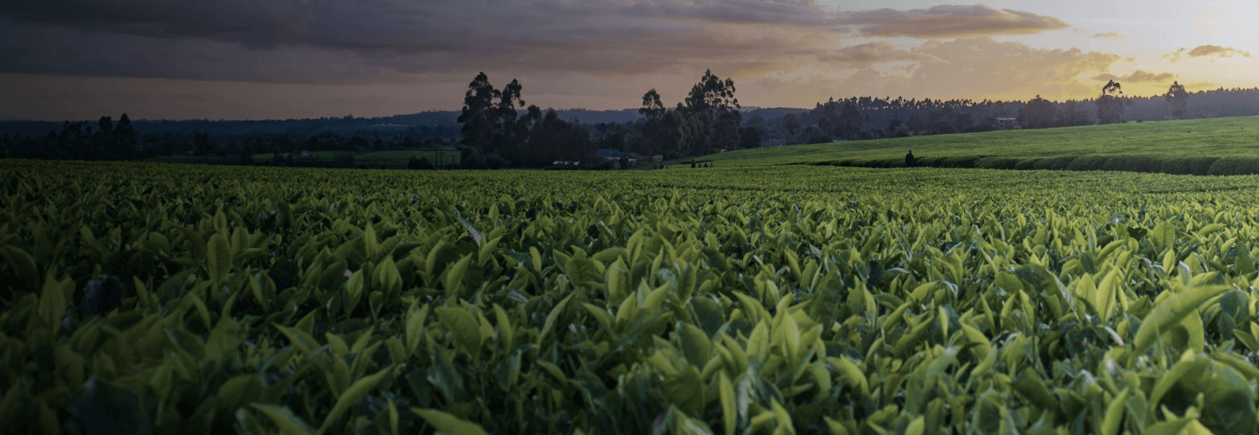 スマート農業環境センシング