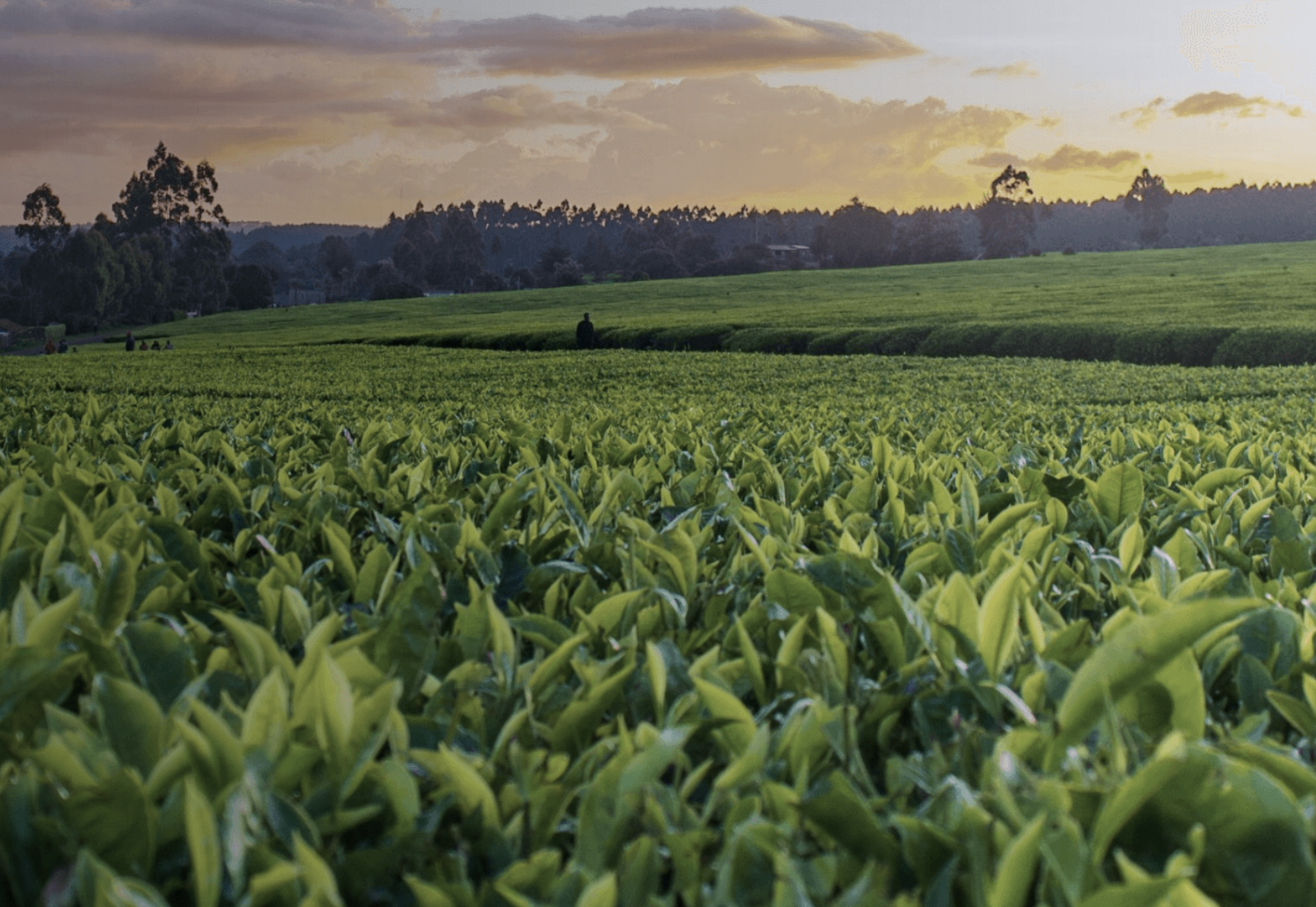 スマート農業センシング
